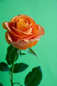 Photo, rose of orange, roses, flower, 