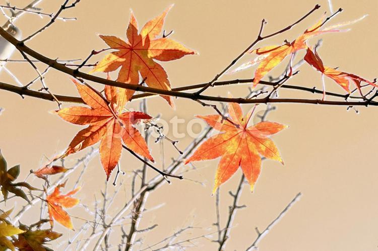 紅葉した葉っぱも残りわずかになった木の枝 秋,紅葉,カエデの写真素材