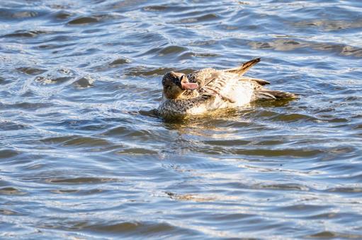 オナガガモの水浴び⑴ カモ,オナガガモ,メスの写真素材