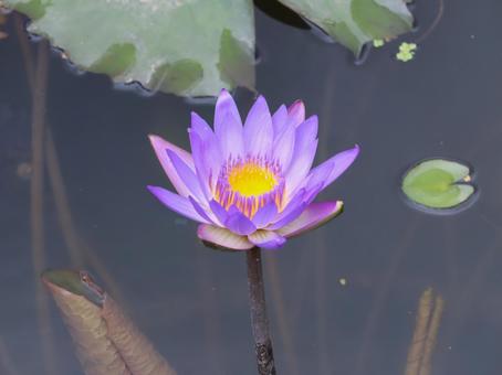 Water lilies, JPG