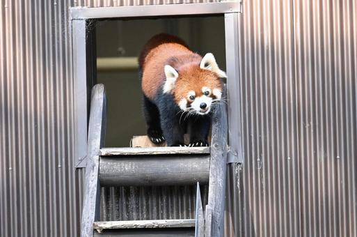 レッサーパンダ レッサーパンダの写真