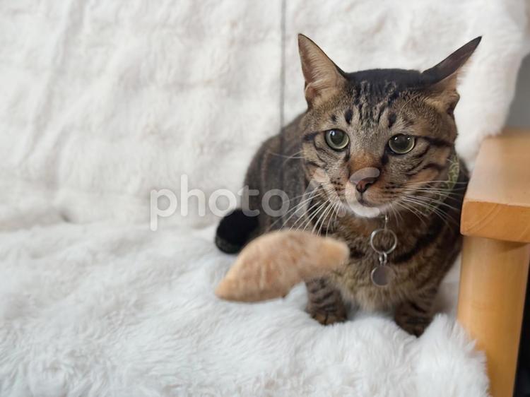 目の前のおもちゃで遊ぶか考えるキジ猫 猫,ネコ,ねこの写真素材