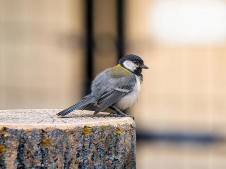 シジュウカラのアップの写真