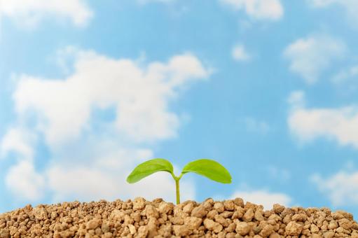 Soil, sprout and blue sky ③, Soil, sprout and blue sky ③, 신록, 새싹, 푸른 하늘,