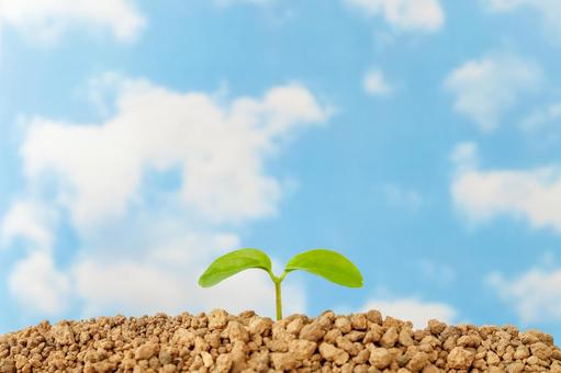 Soil, sprout and blue sky ③, ताजा हरियाली, अंकुर, नीला आकाश, JPG