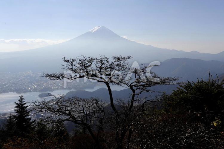 自然の造形 木,枝,造形の写真素材