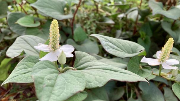 ドクダミの白い花 ドクダミの白い花の写真