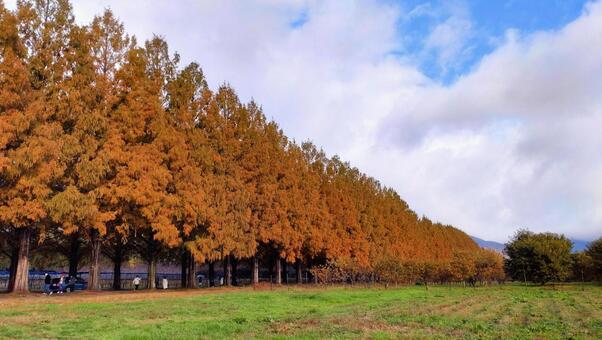 メタセコイヤ並木02 メタセコイヤ,秋,自然の写真素材