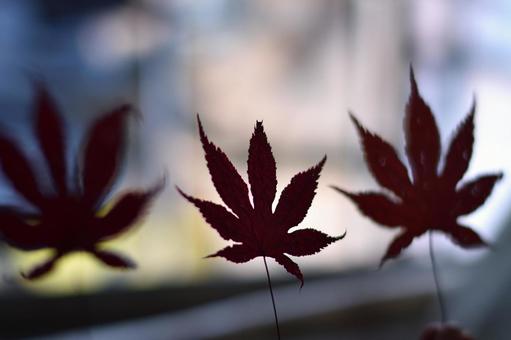 もみじの葉 もみじ,葉,秋の写真素材