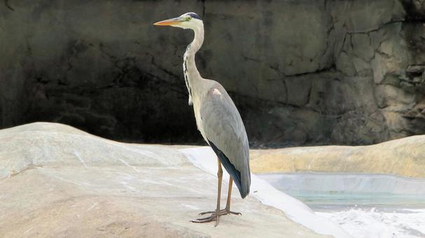 A wild grey heron arrives at the zoo in summer, green heron, hawthorn, wild bird, JPG