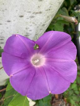 朝顔とバッタ 朝顔,花,虫食いの写真素材