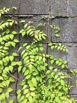 アメリカノウゼンカズラが生える壁 アメリカノウゼンカズラ,ノウゼンカズラ,葉の写真素材