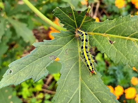 畑の害虫＊フタトガリアオイガの写真