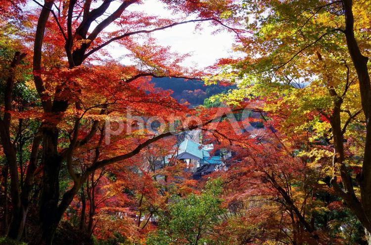 叡山電鉄　八瀬比叡山口駅　八瀬もみじの小径より（京都府） 八瀬比叡山口駅,八瀬比叡山口,叡山電鉄の写真素材