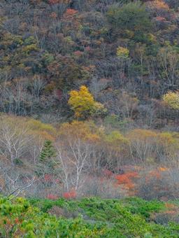 紅葉の姥ヶ平 那須岳,茶臼岳,紅葉の写真素材