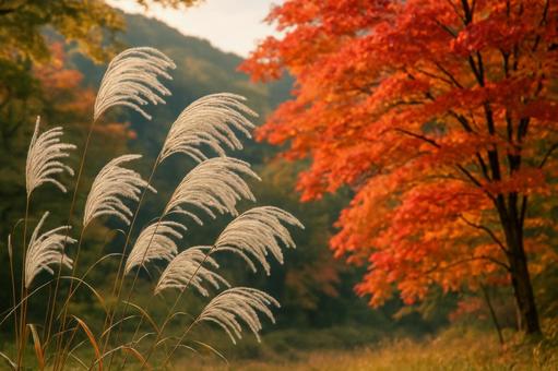 風に揺れるススキと紅葉の共演 風に揺れるススキと紅葉の共演の写真