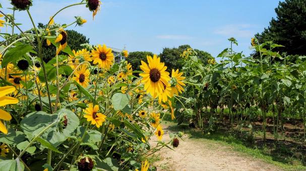 葛西臨海公園・向日葵&夏の青空・江戸川区 葛西臨海公園・向日葵&夏の青空・江戸川区の写真