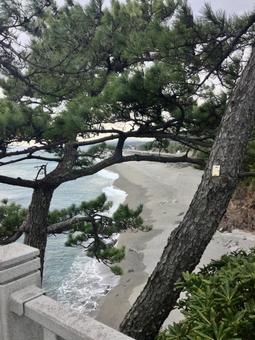 松の木と海岸 松の木と海岸の写真