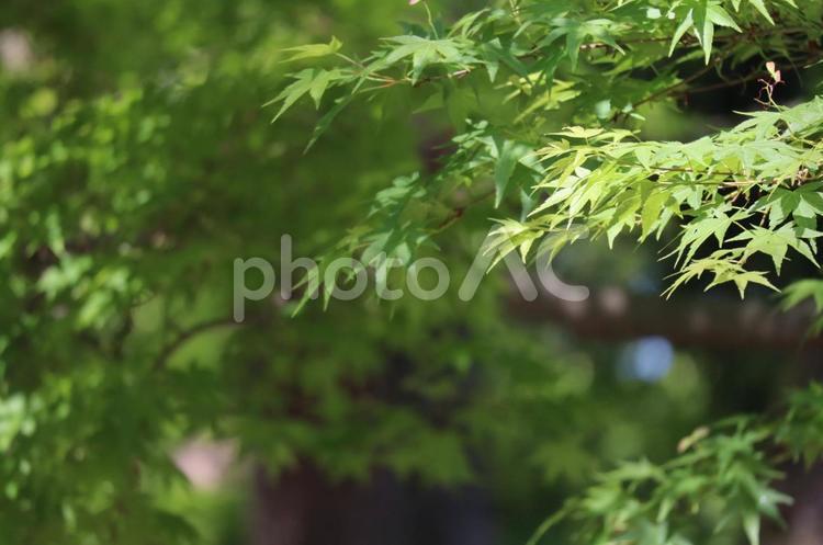 新緑　自然　風景 新緑,自然,風景の写真素材