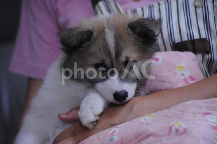 抱っこされる犬 ペット,動物,子犬の写真素材