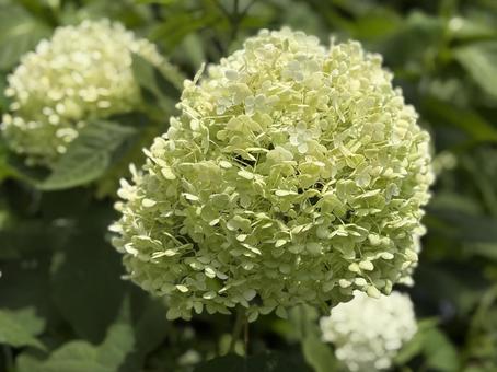 Photo, hydrangea, rainy season, early summer, 