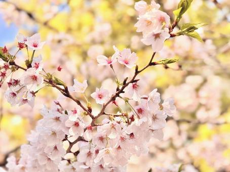 満開の桜 満開の桜の写真