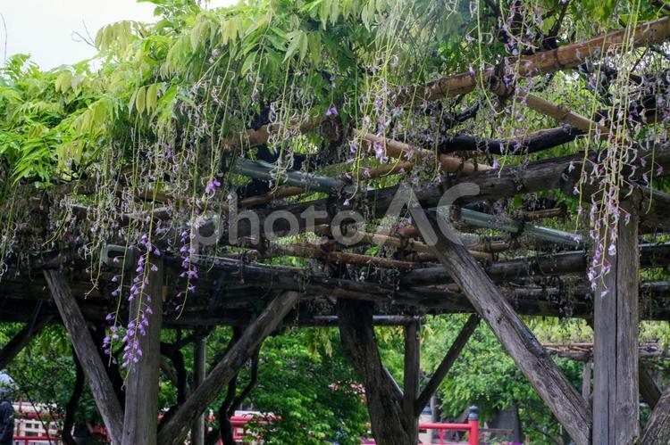 亀戸天神社の藤の花 藤の花,亀戸天神社,亀戸の写真素材