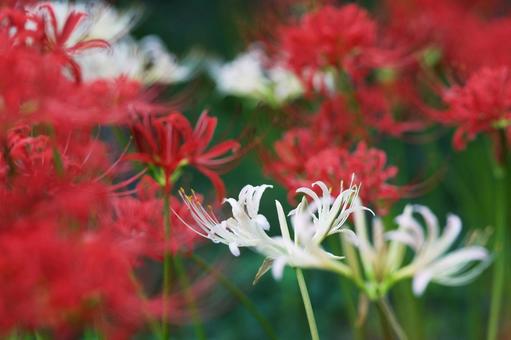 公園に咲く晩夏の赤と白の彼岸花 公園に咲く晩夏の赤と白の彼岸花の写真