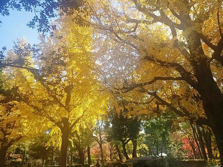 紅葉 紅葉の写真