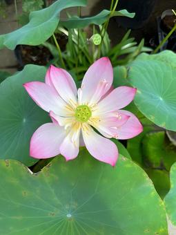 Water lilies blooming, JPG Water lilies blooming, JPG