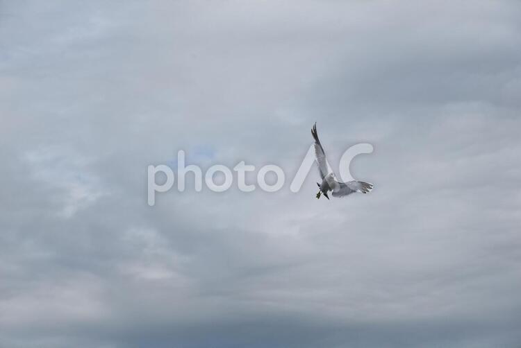 留萌の夏の海岸 かもめ,カモメ,津軽の写真素材