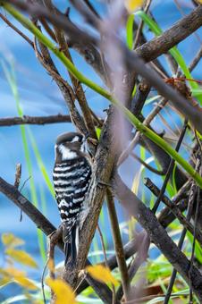 コゲラ⑻ 鳥,コゲラ,野鳥の写真素材