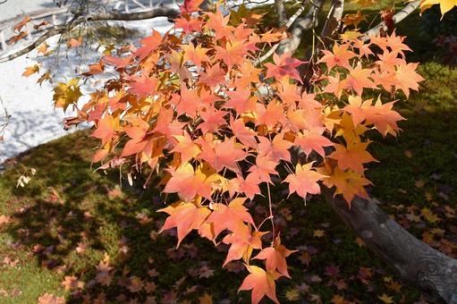 京都の紅葉 京都の紅葉の写真