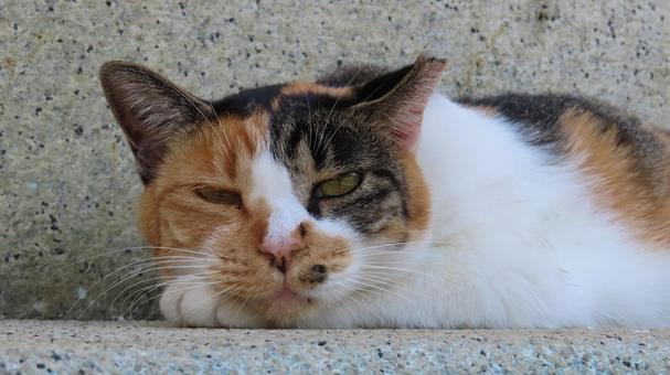 もふもふであざといカメラ目線の三毛猫 もふもふであざといカメラ目線の三毛猫の写真