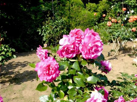 数色と一緒に花壇に咲くピンクのバラ 数色と一緒に花壇に咲くピンクのバラ バラ,花,植物の写真素材