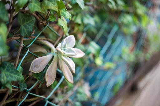 ワイヤーフェンスから顔を出す多肉植物 ワイヤーフェンスから顔を出す多肉植物の写真