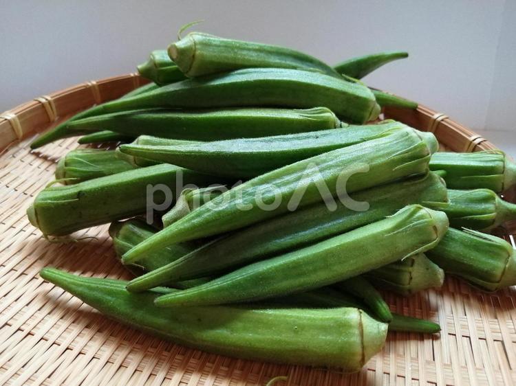 オクラ15　野菜　健康食材 オクラ,野菜,白背景の写真素材