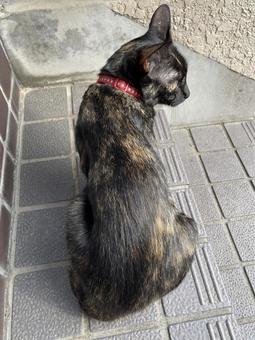 サビ猫 サビ猫 猫,子猫,サビ猫の写真素材