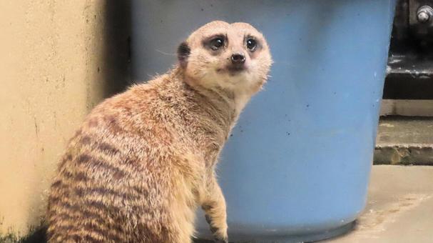 日本平動物園のミーアキャット 日本平動物園のミーアキャット ミーアキャット,動物園,マングース科の写真素材