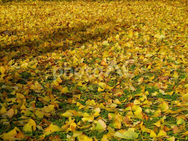 ドイツの風景　紅葉銀杏12 きみどり,きれい,みどりの写真素材
