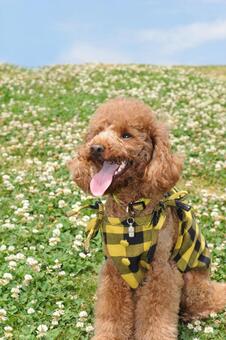 シロツメクサに囲まれたトイプードル トイプードル,動物,哺乳類の写真素材