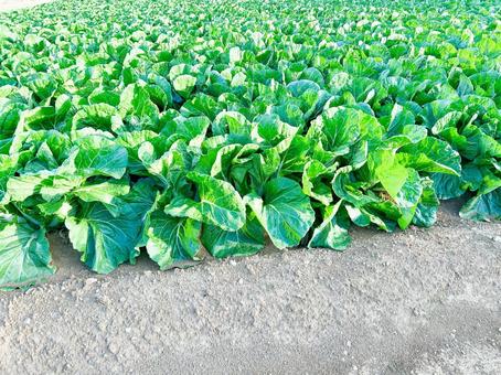 農作物 農作物の写真