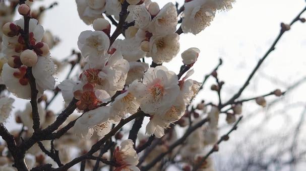 梅の花 梅の花の写真