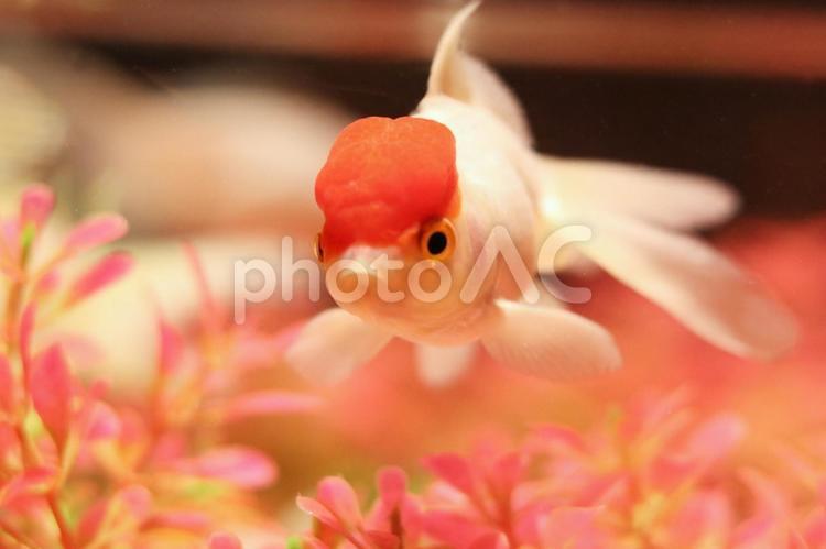 美しい肉瘤をもつランチュウ 金魚,きんぎょ,キンギョの写真素材