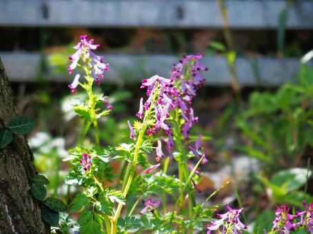 ゆらゆらとの写真