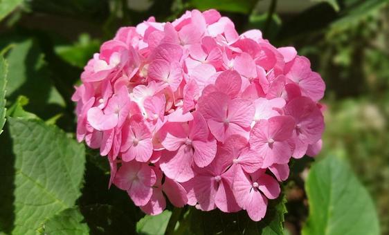 紫陽花 紫陽花 の写真