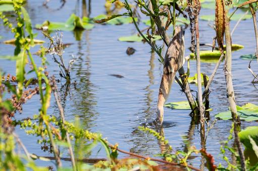 Photo, bird, yellow bittern, wild bird, 