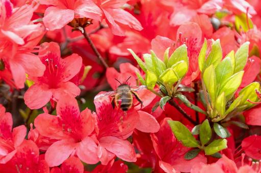 赤いツツジと蜜を集めるミツバチ 躑躅,花,ミツバチの写真素材