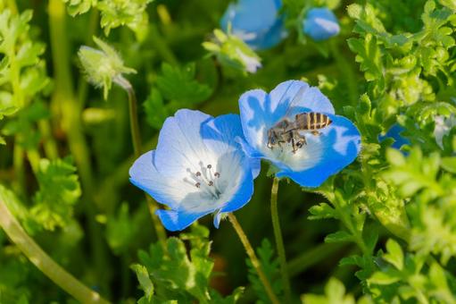 Nemophila flowers and bees collecting nectar, JPG Nemophila flowers and bees collecting nectar, JPG