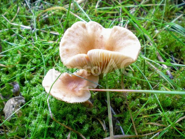 北欧のキノコ 北欧,キノコ,植物の写真素材